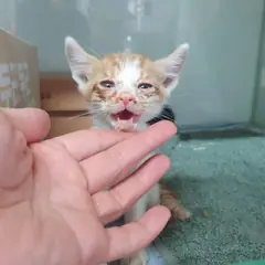 포항시 레몬색&흰색 한국 고양이 수컷