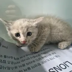포항시 기타(옅은 황색) 한국 고양이 수컷