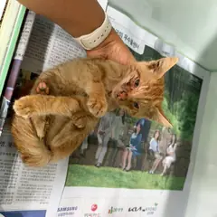 포항시 기타(치즈) 한국 고양이 암컷