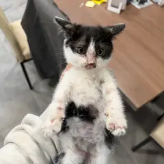 포항시 흰색/검은색 얼룩무늬 한국 고양이 수컷