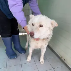 포항시 크림색 믹스견 수컷