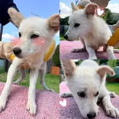 경주시 흰색 믹스견 암컷