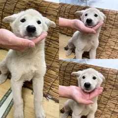 경주시 흰색 믹스견 수컷