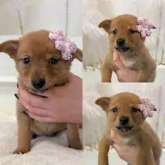 경주시 갈색 믹스견 암컷