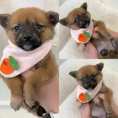 경주시 갈색 믹스견 암컷