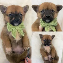 경주시 갈색 믹스견 암컷