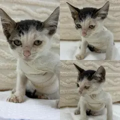 경주시 흰색/검은색 얼룩무늬 한국 고양이 수컷