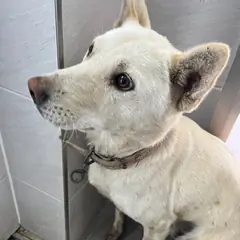 경주시 흰색 믹스견 암컷