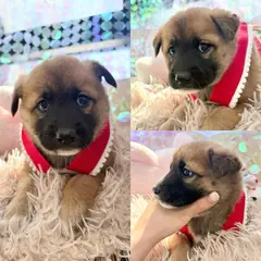 경주시 갈색&검정 믹스견 암컷