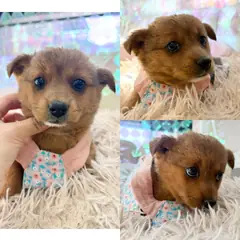 경주시 갈색 믹스견 암컷