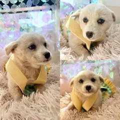 경주시 흰색 믹스견 암컷