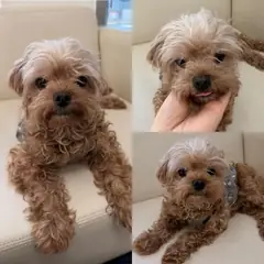 경주시 갈색 믹스견 암컷