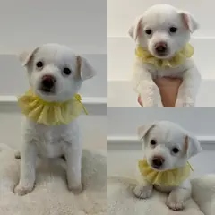 경주시 흰색 믹스견 암컷