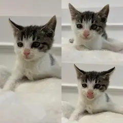 경주시 흰색/검은색 얼룩무늬 한국 고양이 성별 미상