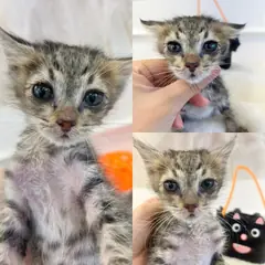 경주시 검정색 한국 고양이 수컷
