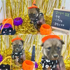 경주시 갈색&흰색 믹스견 수컷