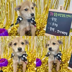경주시 갈색&흰색 믹스견 암컷