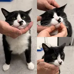 경주시 흰색/검은색 얼룩무늬 한국 고양이 수컷
