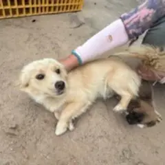 안동시 크림색 믹스견 암컷
