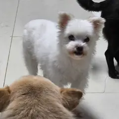 안동시 흰색 기타 암컷