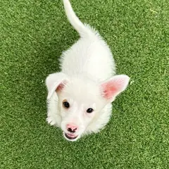 구미시 흰색 믹스견 수컷