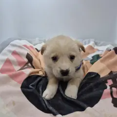 구미시 크림색 믹스견 수컷