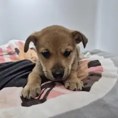 구미시 갈색 믹스견 수컷