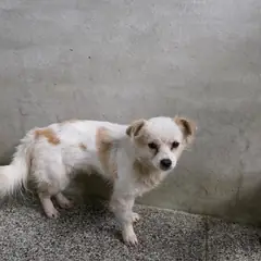 영주시 흰색&황갈색 믹스견 암컷