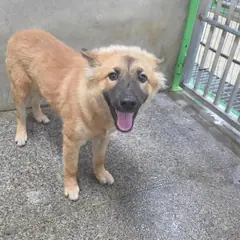 영주시 황갈색 믹스견 수컷