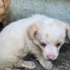 영주시 흰색 믹스견 암컷