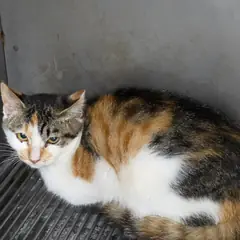 영주시 갈색 믹스묘 성별 미상