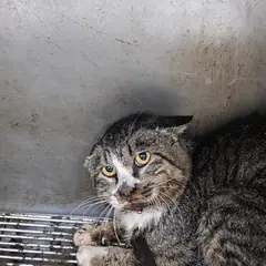 영주시 기타(검은 얼룩) 믹스묘 성별 미상