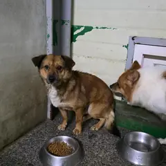 영주시 갈색&흰색 믹스견 수컷