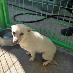 영주시 흰색 믹스견 암컷