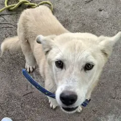 영천시 흰색 믹스견 암컷