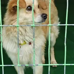 영천시 흰색&황갈색 믹스견 암컷