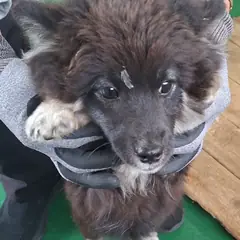 영천시 검정색 믹스견 수컷