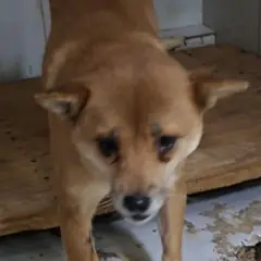 영천시 황갈색 믹스견 암컷