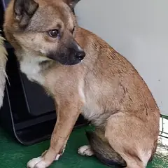 영천시 황갈색 믹스견 수컷