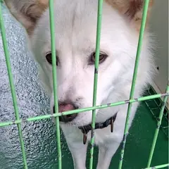 영천시 흰색 믹스견 수컷