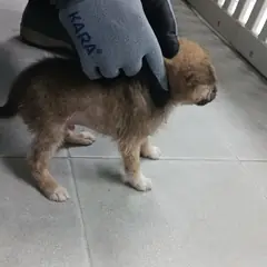 상주시 갈색&흰색 믹스견 수컷