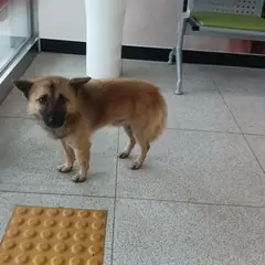 상주시 갈색 믹스견 수컷