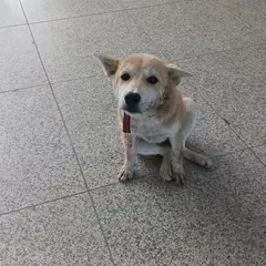 상주시 황갈색 믹스견 암컷