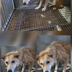 문경시 흰색&황갈색 믹스견 암컷