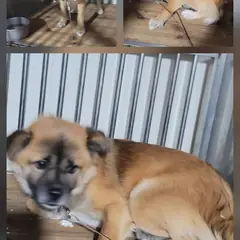 문경시 흑갈색 믹스견 수컷