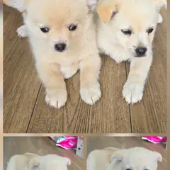 문경시 흰색 믹스견 수컷