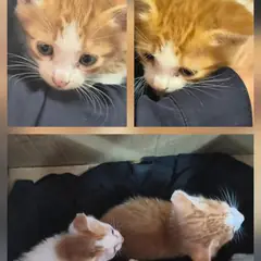 문경시 레몬색&흰색 한국 고양이 수컷