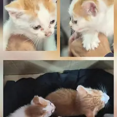 문경시 레몬색&흰색 한국 고양이 암컷