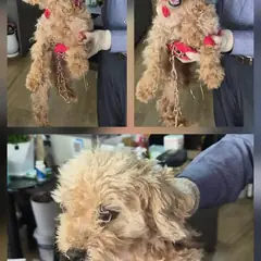 문경시 엷은 황갈색&흰색 푸들 암컷
