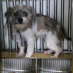 문경시 흰색&황갈색 믹스견 암컷
